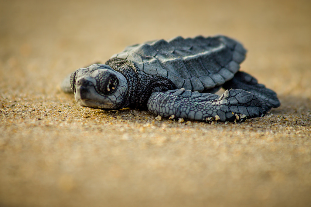 A baby sea turtle struggles for survival after hatching in Mexico by Robert Eastburg on 500px.com