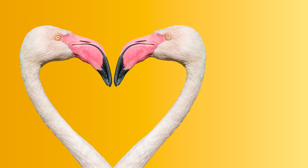 Couple of Rosy Chilean flamingos making loving heart at smooth g by Oleg Senkov on 500px.com