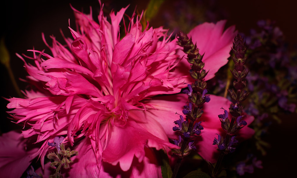 Catmint and Peony by Jeff Carter on 500px.com