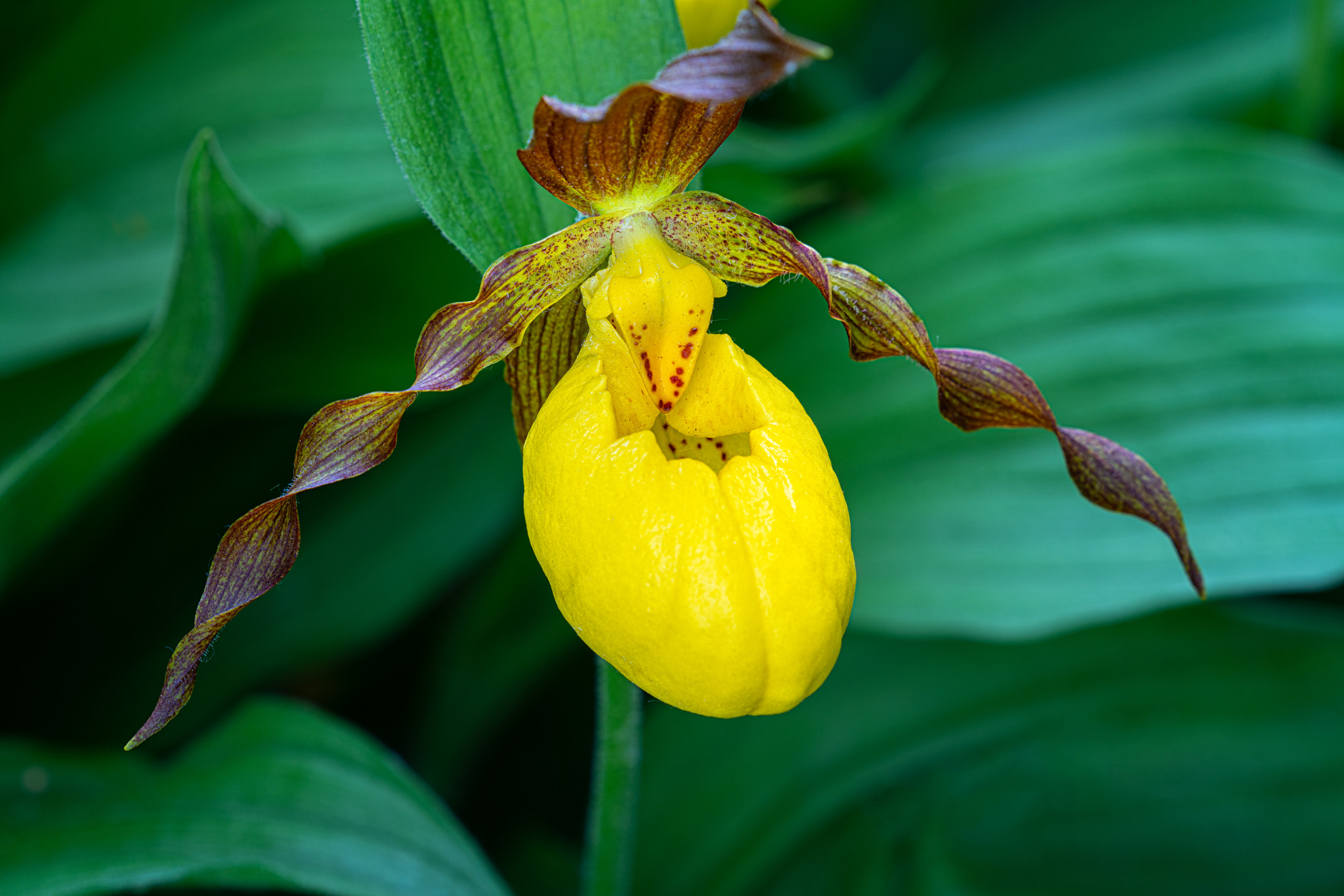 Yellow Lady’s Slippers