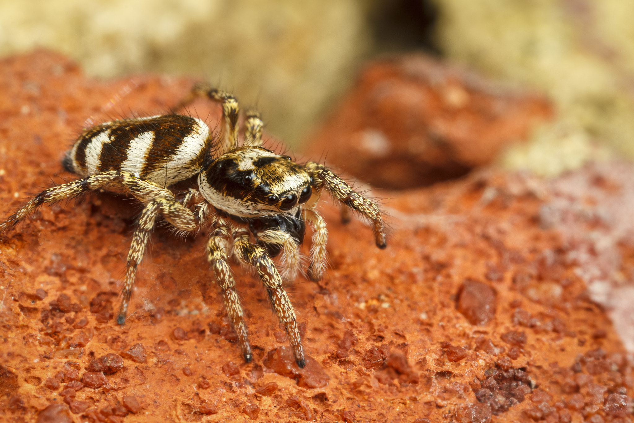 IMAGE: https://drscdn.500px.org/photo/308722207/q%3D80_m%3D1500/v2?webp=true&sig=b5377b9812a67354e95a1e058f87ee839cc6efb77ac0d713d6913aea76e9bfc9