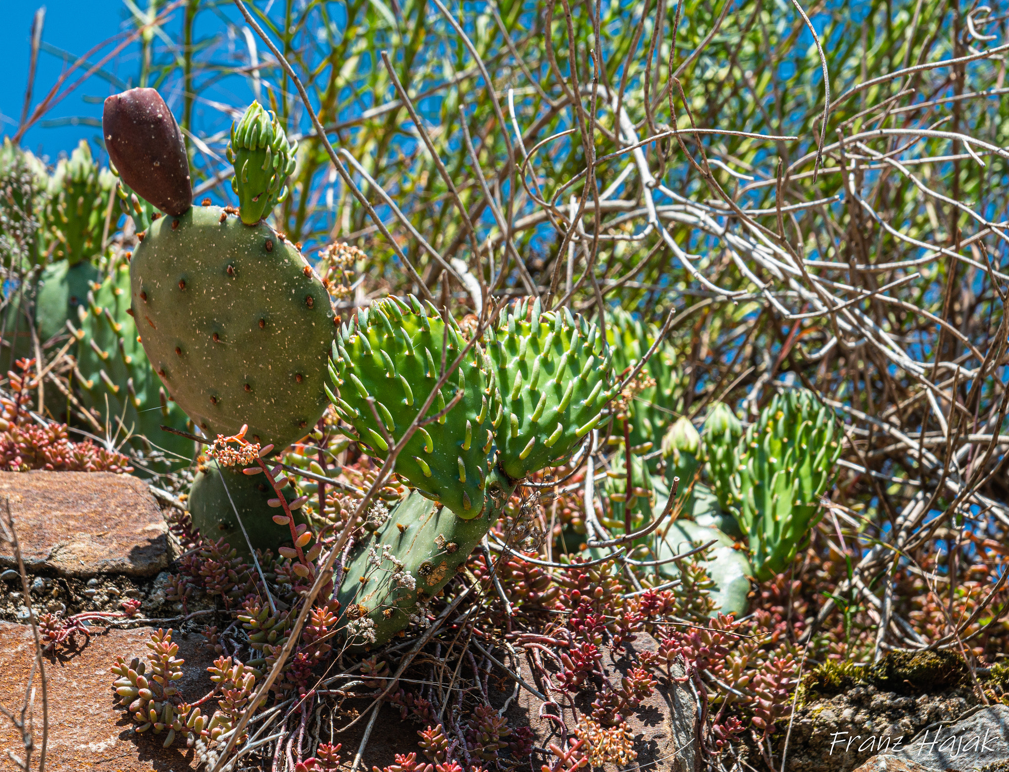Kaktus wächst auf Trockenmauer