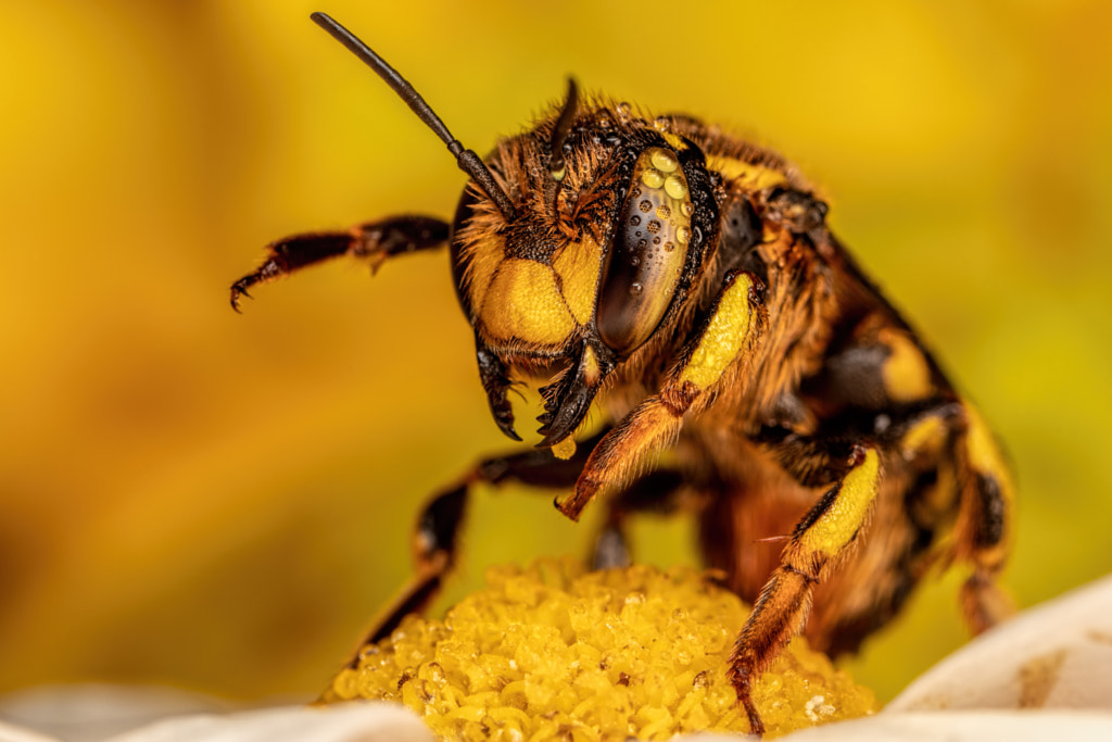 European Wool Carder Bee on Alert by John Kimbler on 500px.com