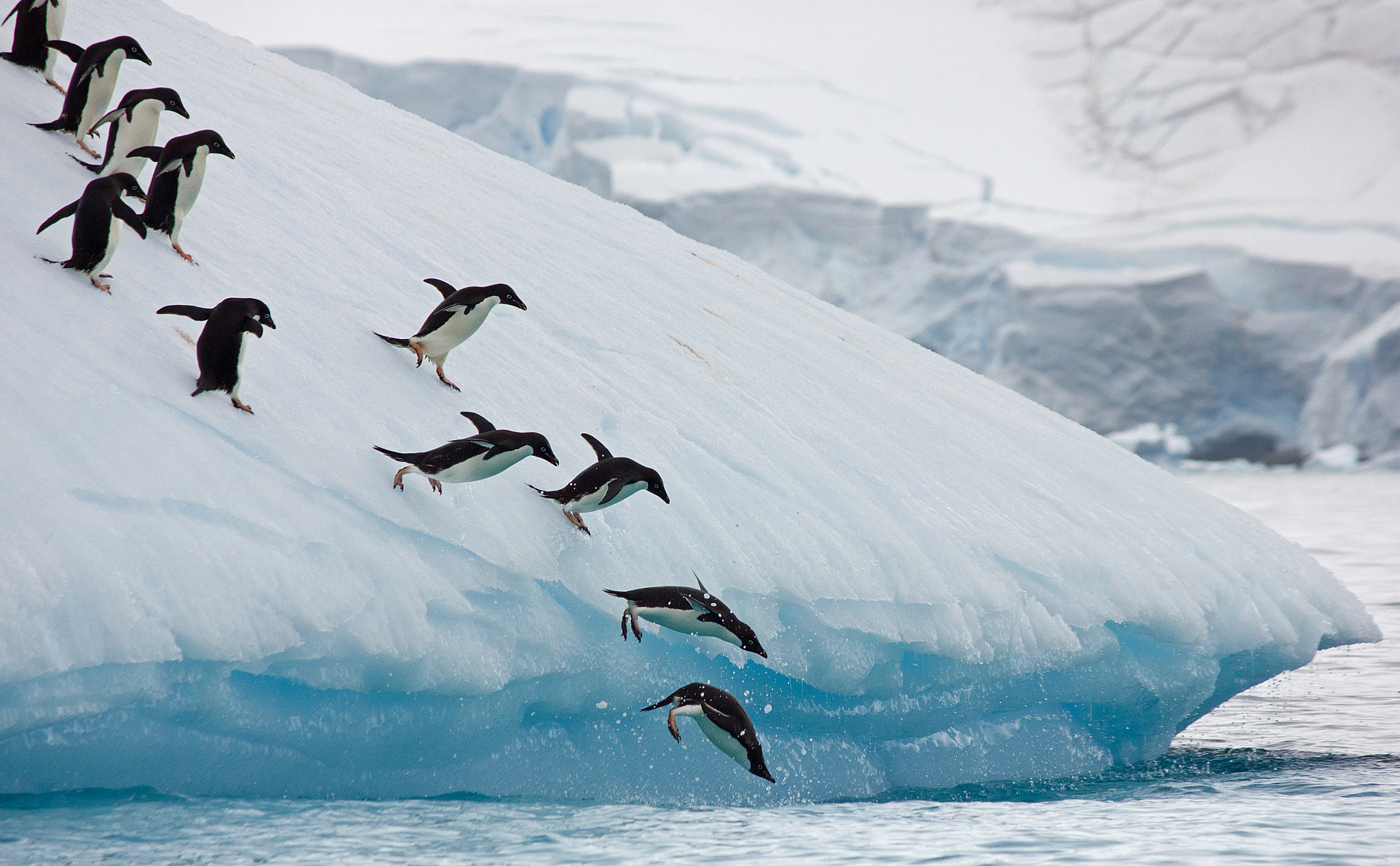 Adelie penguins diving off an iceberg by Tanya Piejus - Photo 30874607
