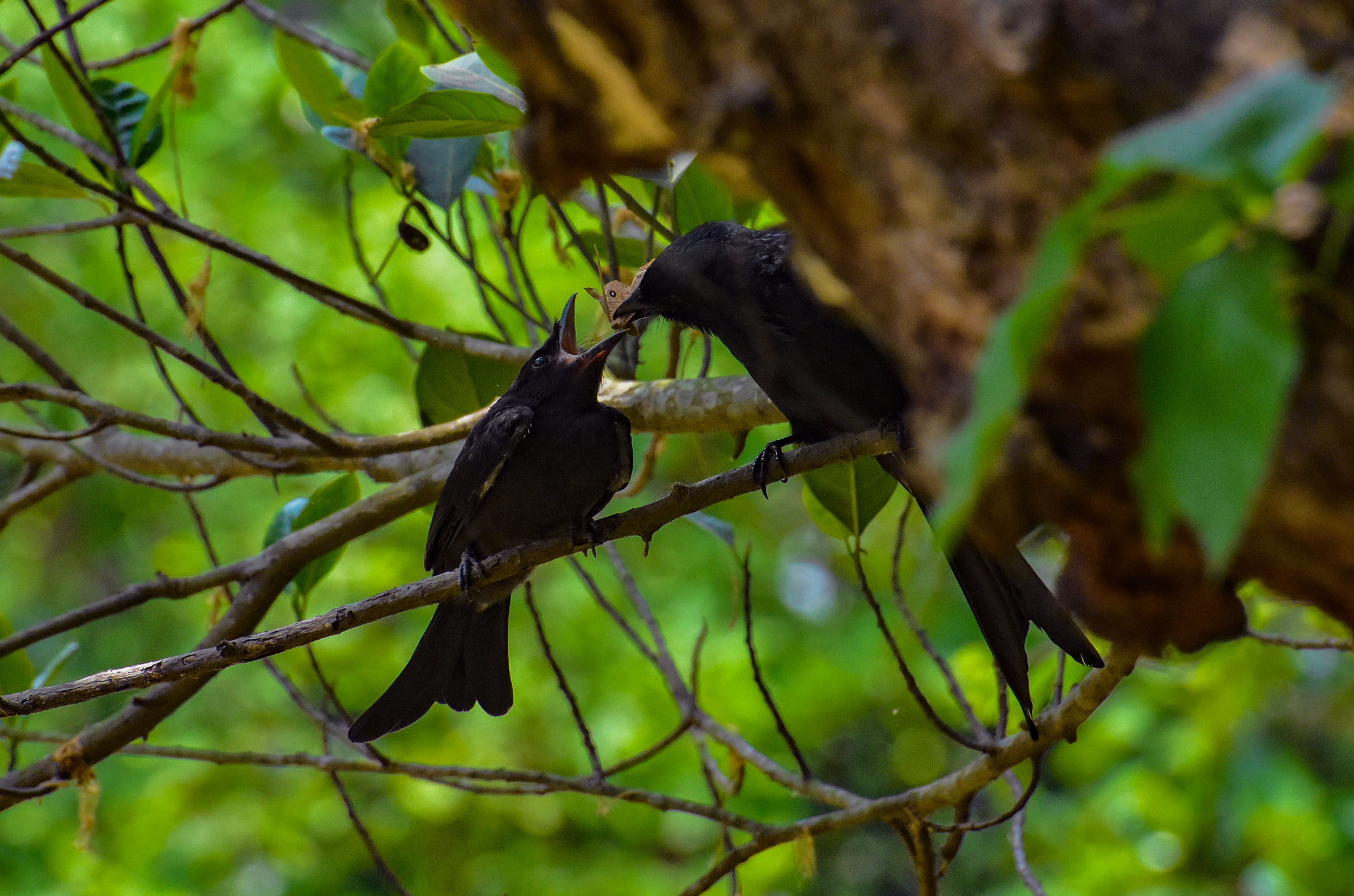 Bird being fed