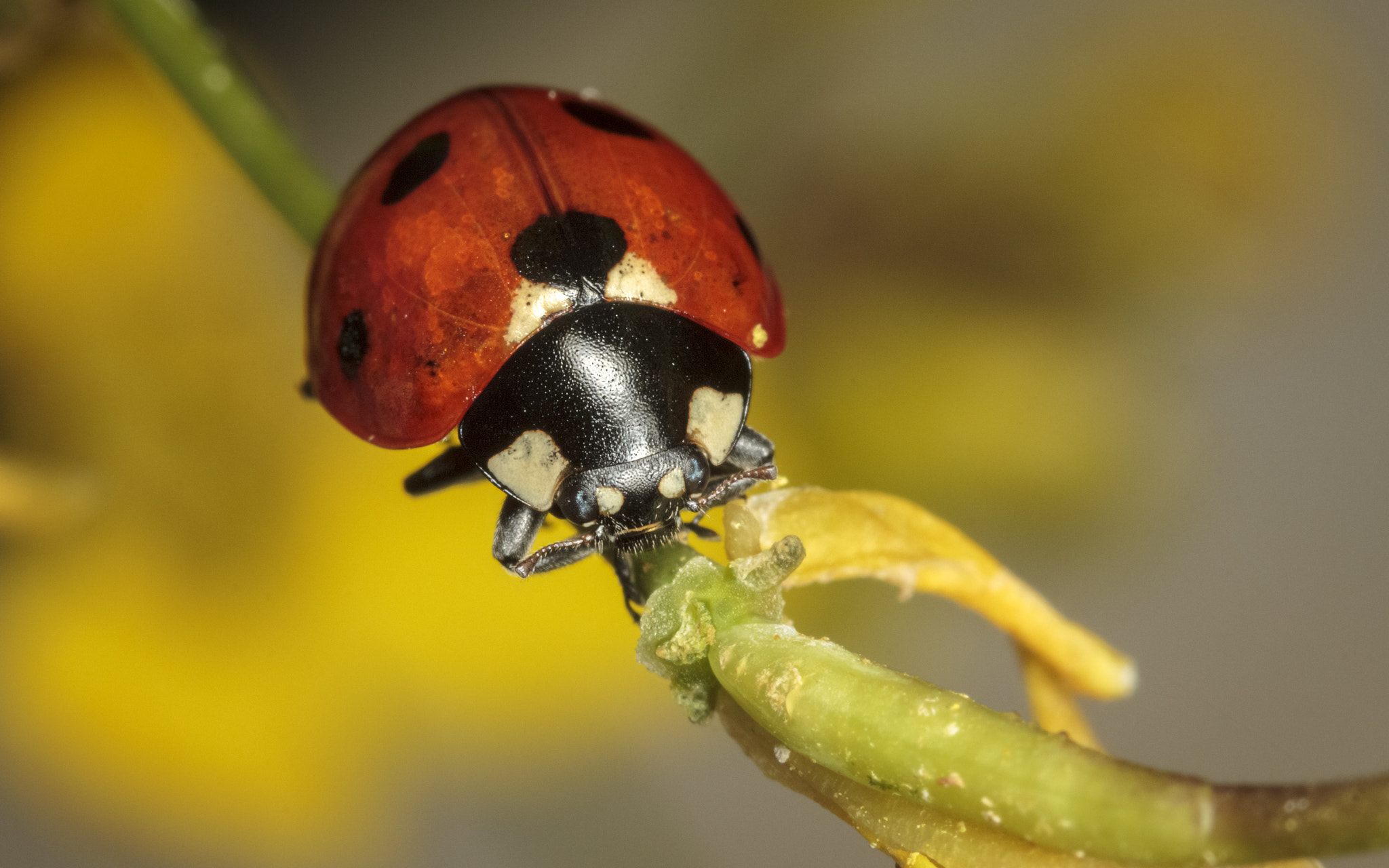 IMAGE: https://drscdn.500px.org/photo/308857667/q%3D80_m%3D1500/v2?webp=true&sig=a6727cf23c393944fdafbc4ecb5dc2ccf5cca6ef0912761b021bab3bf3d90aac