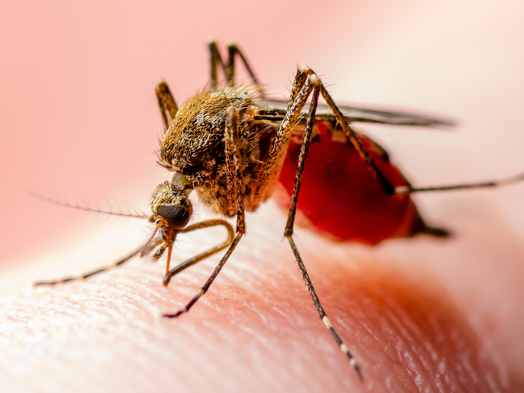 Dangerous Zika Infected Mosquito Skin Bite. Leishmaniasis, Encephalitis, Yellow Fever, Dengue,...