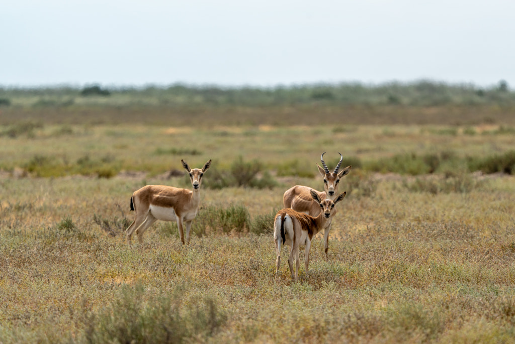 Gazelles by Anton Mironkin on 500px.com