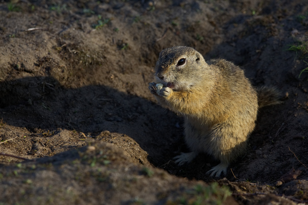 Sysel (Spermophilus citellus) by Jan Cerny on 500px.com