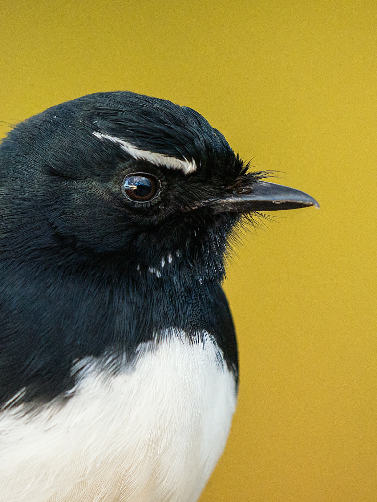 Willie Wagtail by Paul Amyes on 500px.com