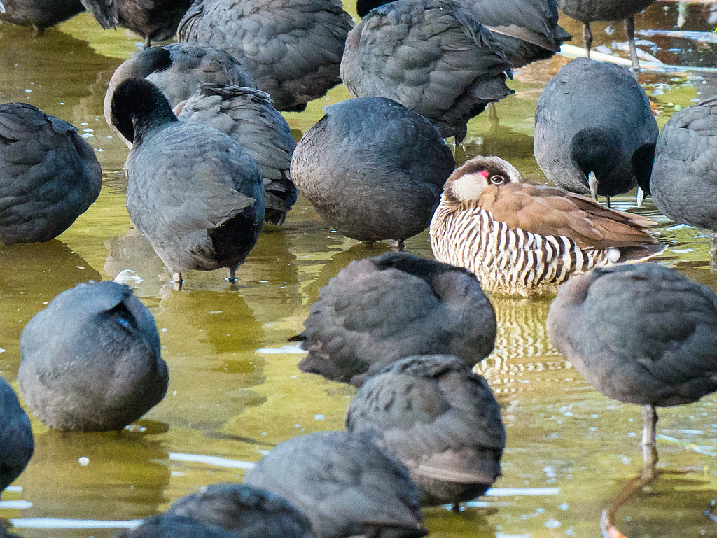 Keeping A Low Profile by Paul Amyes on 500px.com