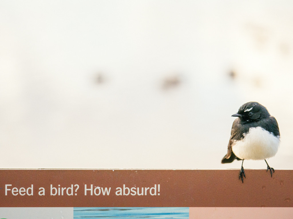 Feed A Bird? by Paul Amyes on 500px.com