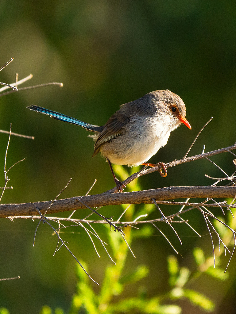 Varigated Fairy-wren by Paul Amyes on 500px.com