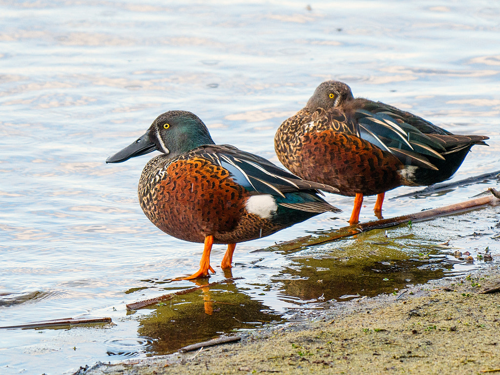 Australasian Shoevelers by Paul Amyes on 500px.com