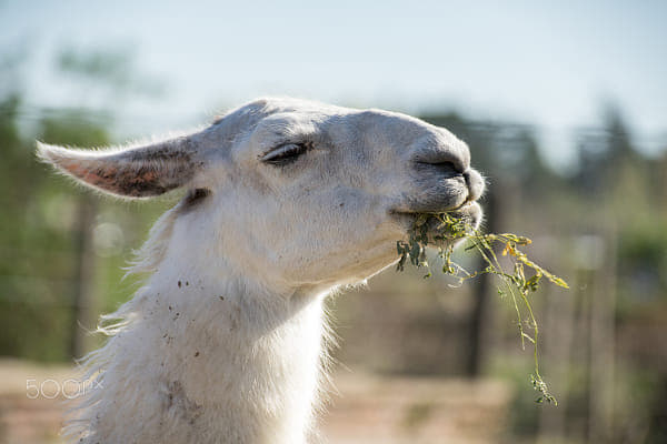 Delicious by Guillermo Paniaga on 500px.com