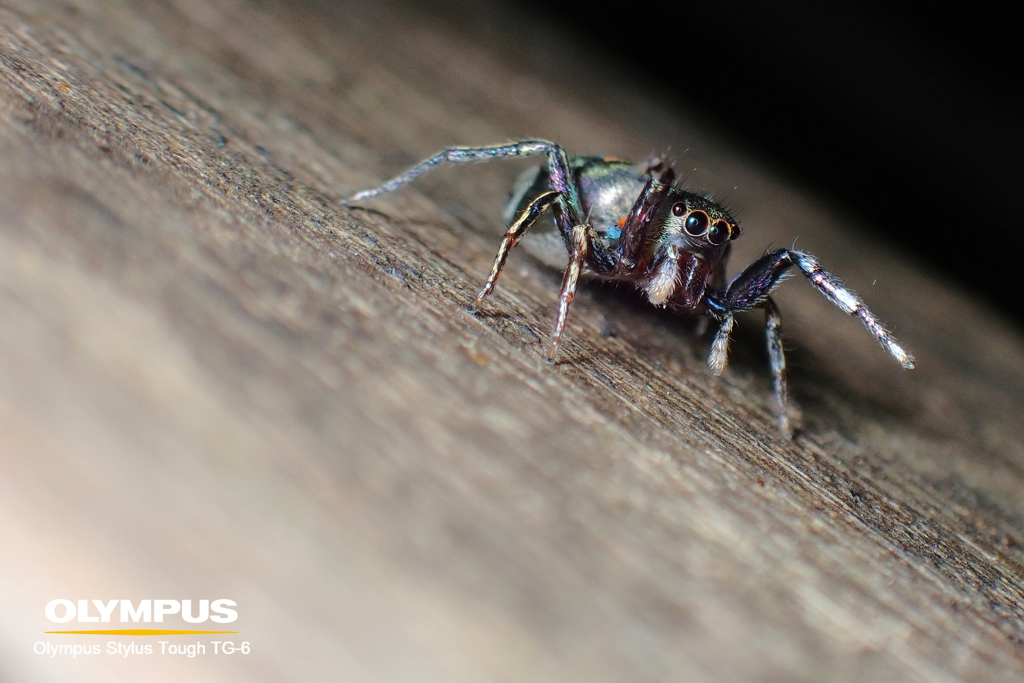 TG-6 FD-1的眼神光