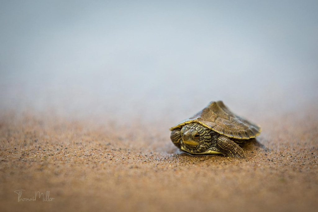 Making way by Thomas Miller on 500px.com