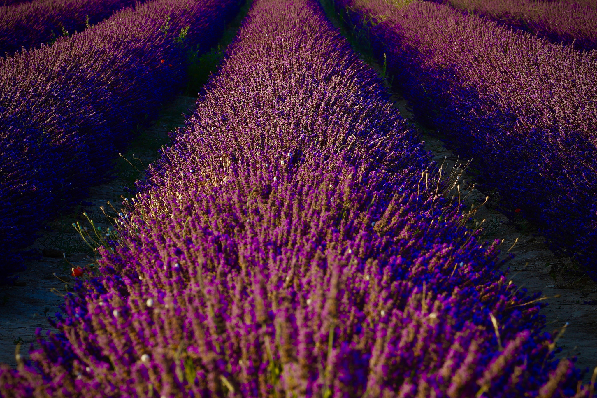 Lavender of Provence