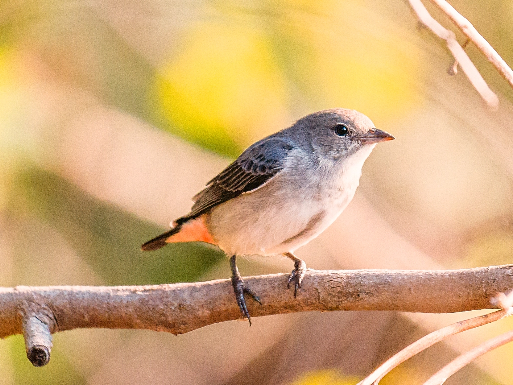 Mistletoebird by Paul Amyes on 500px.com