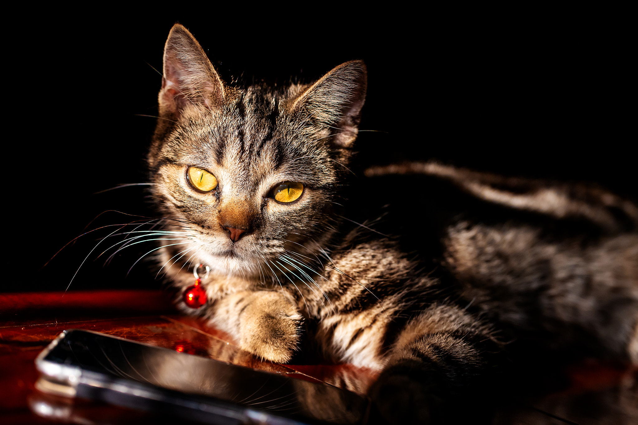 My cat