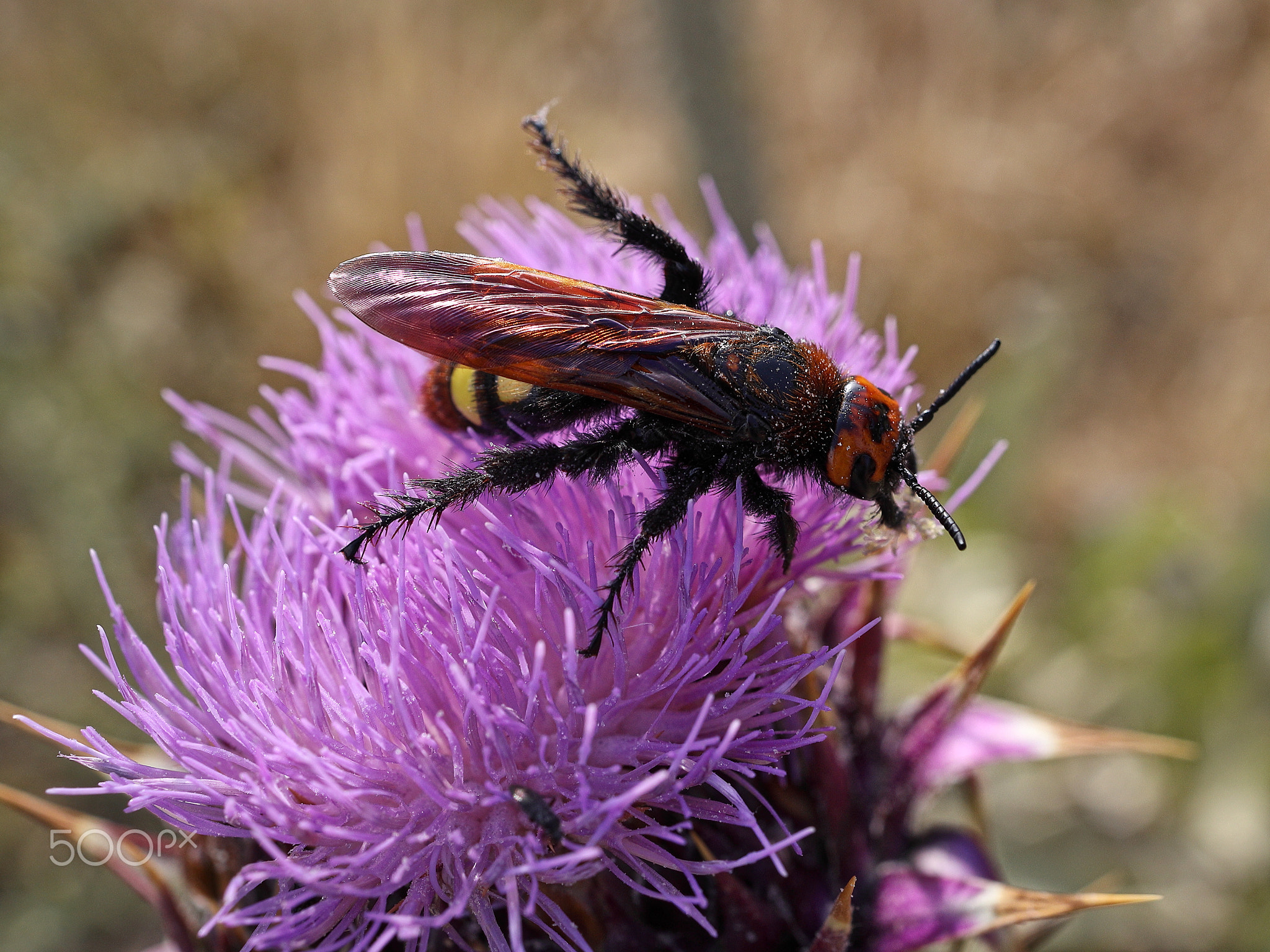 oriental hornet