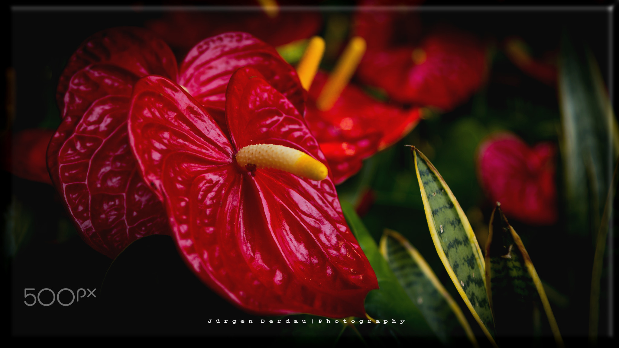 Flamingoblume / Anthurien