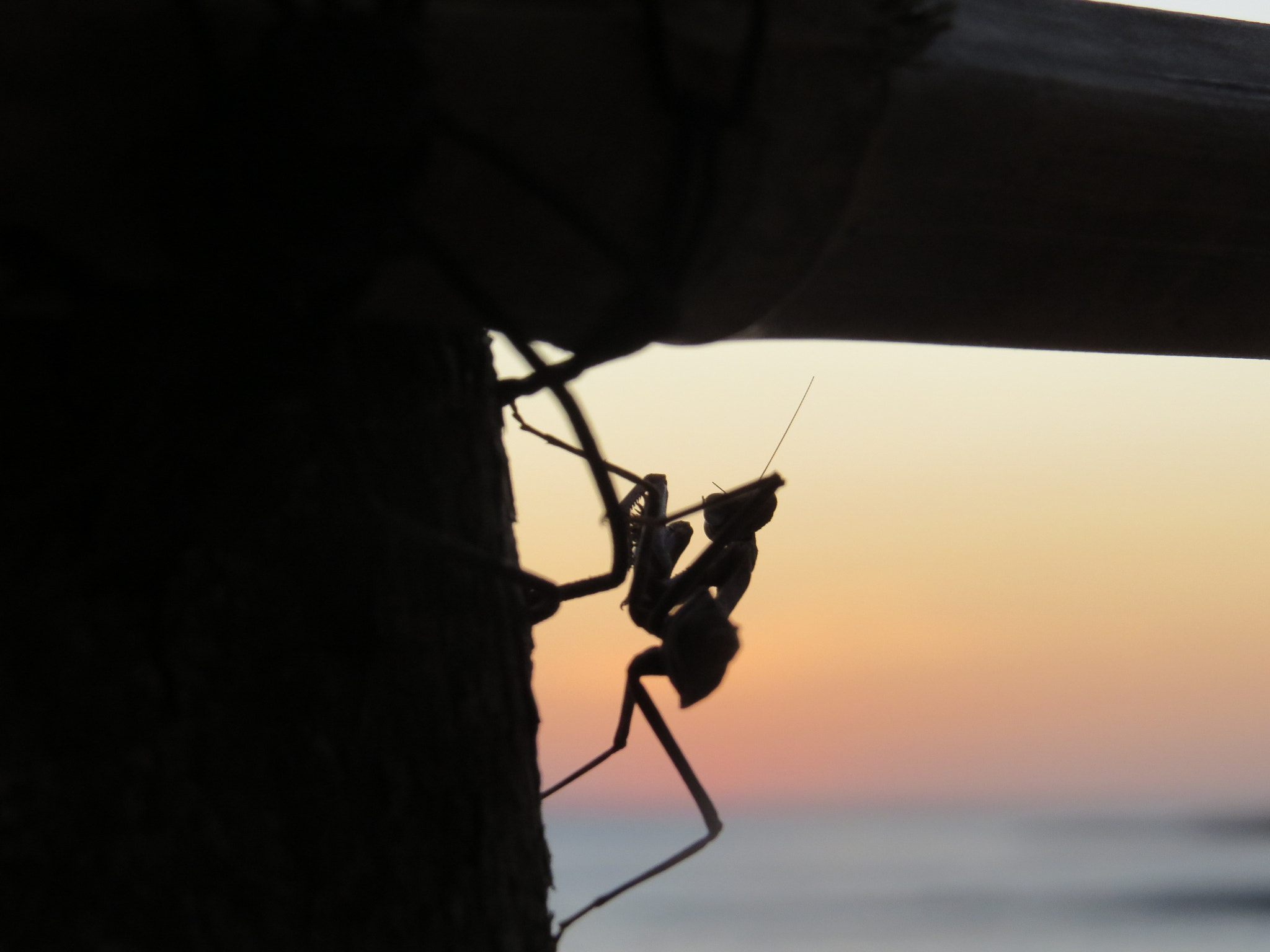 Mantis at sunset