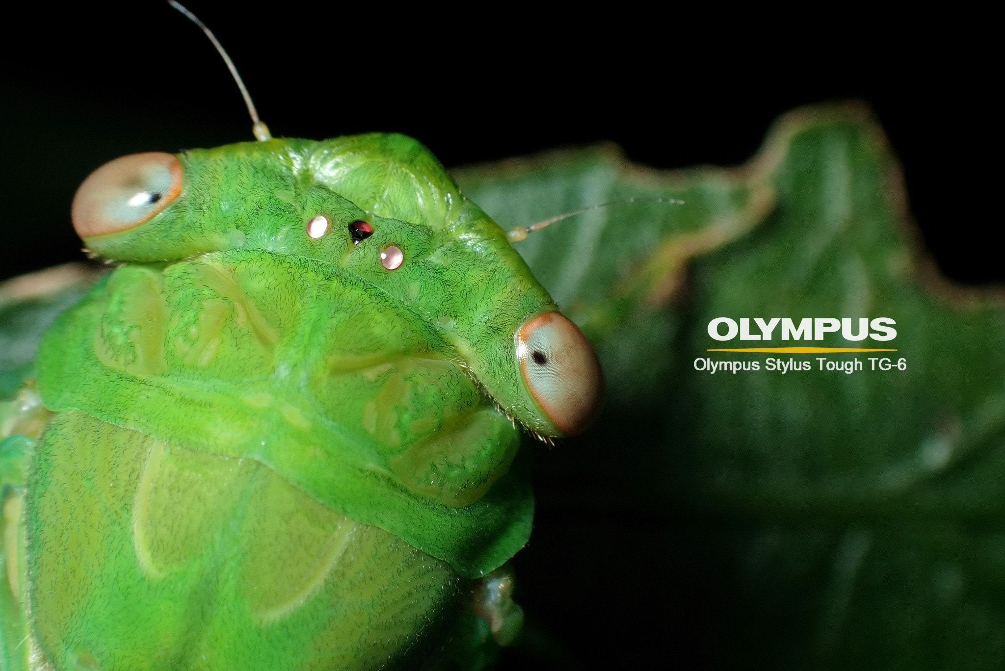TG-6 薄翅蟬的寶石單眼