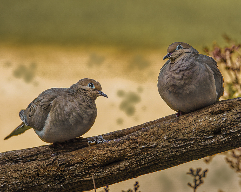 morning doves by Jim Bembinster on 500px.com