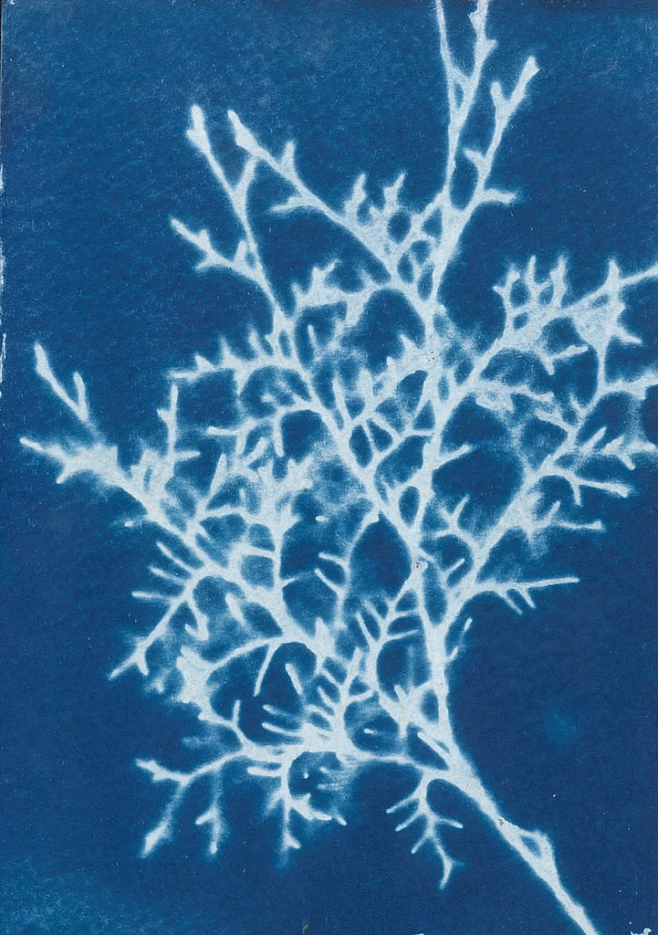 Cyanotype by Jorge Gallegos García on 500px.com