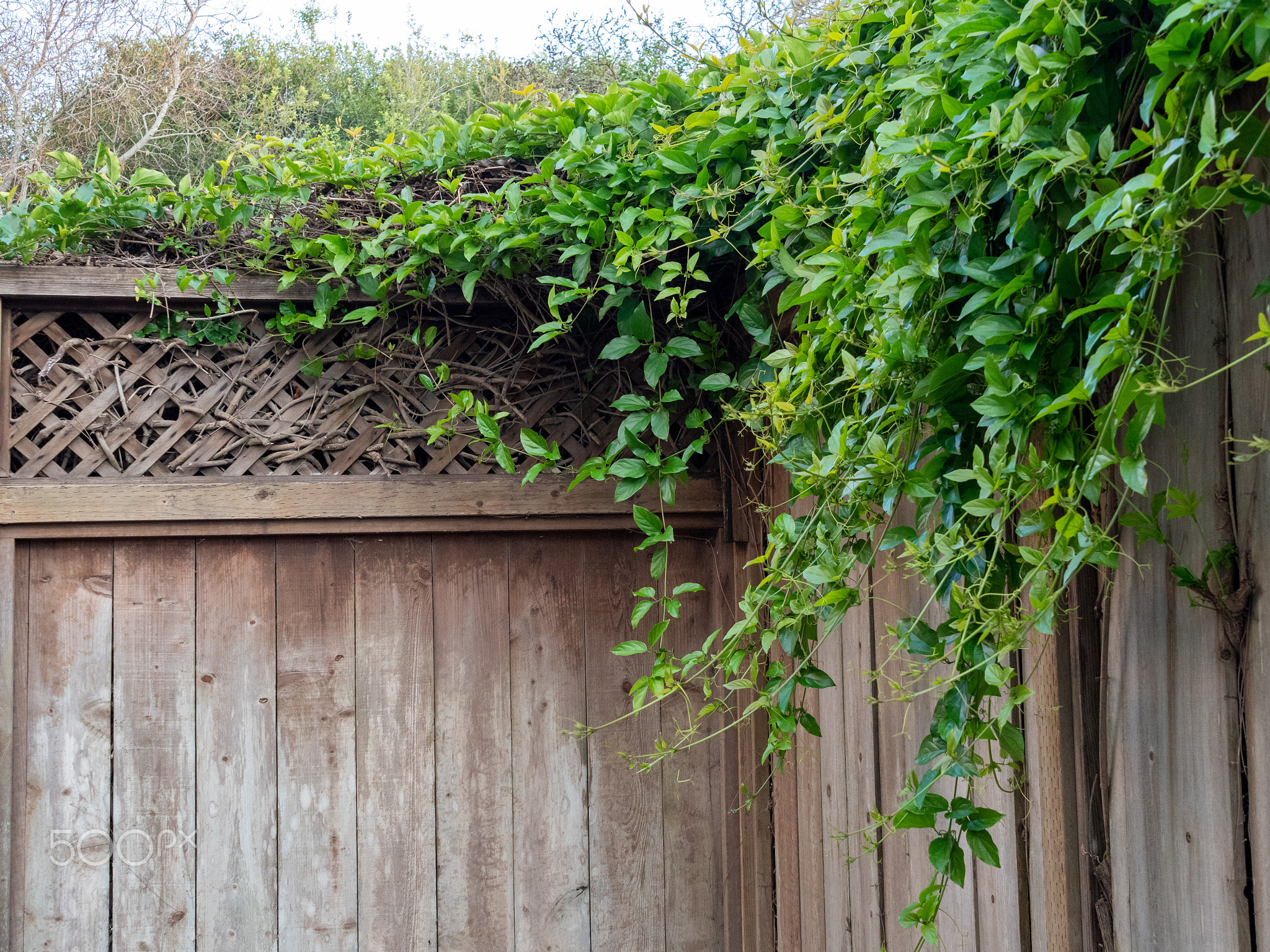 Shrubbery, vines, leaves, branches growing over the wooden fence of home