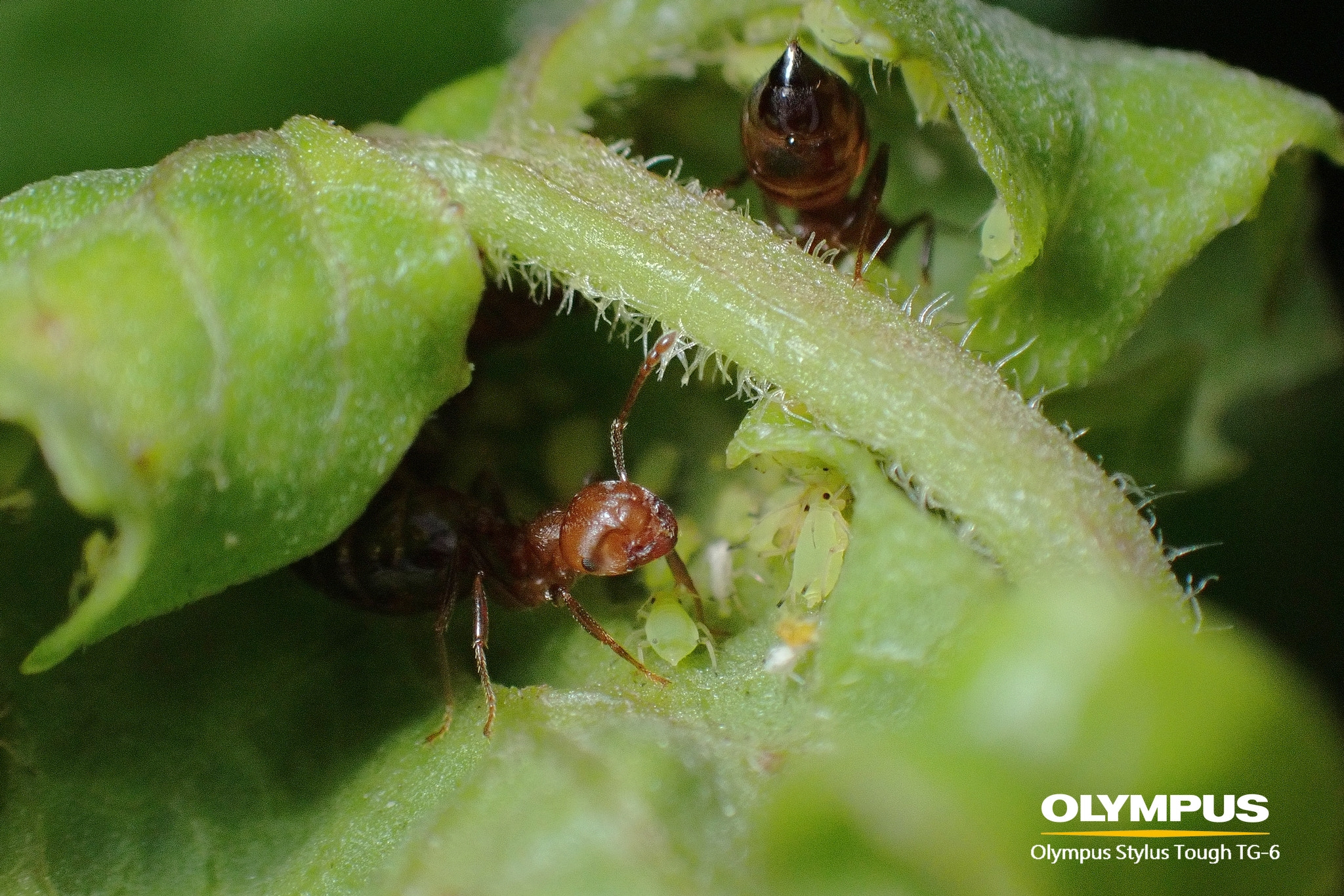 TG-6 螞蟻與蚜蟲的共生