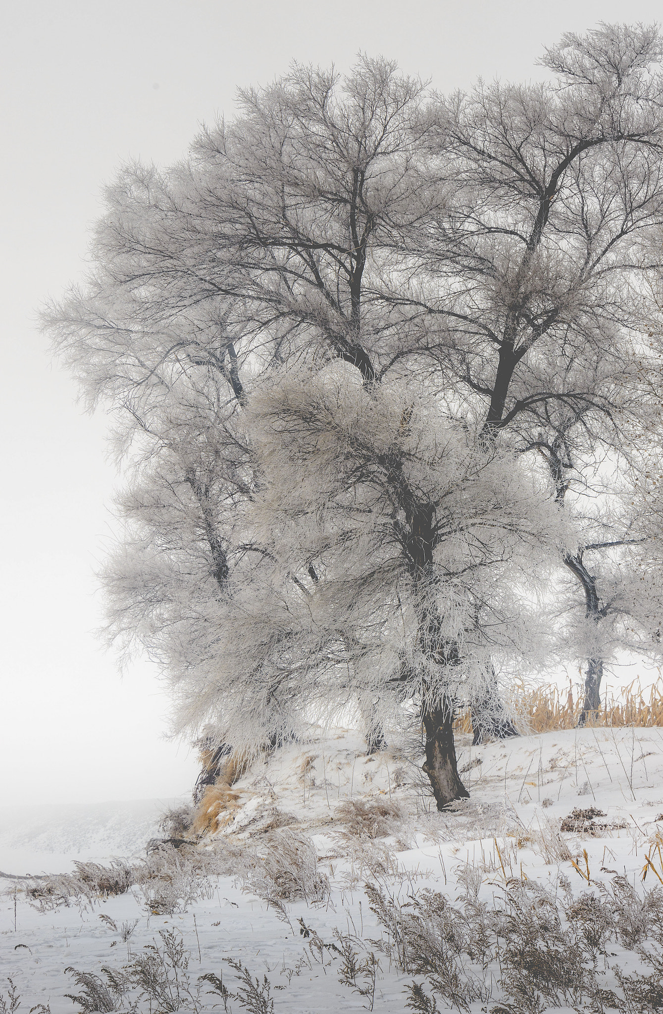 v2?sig=ca4b87068cef2acc13f5d8a722830922f