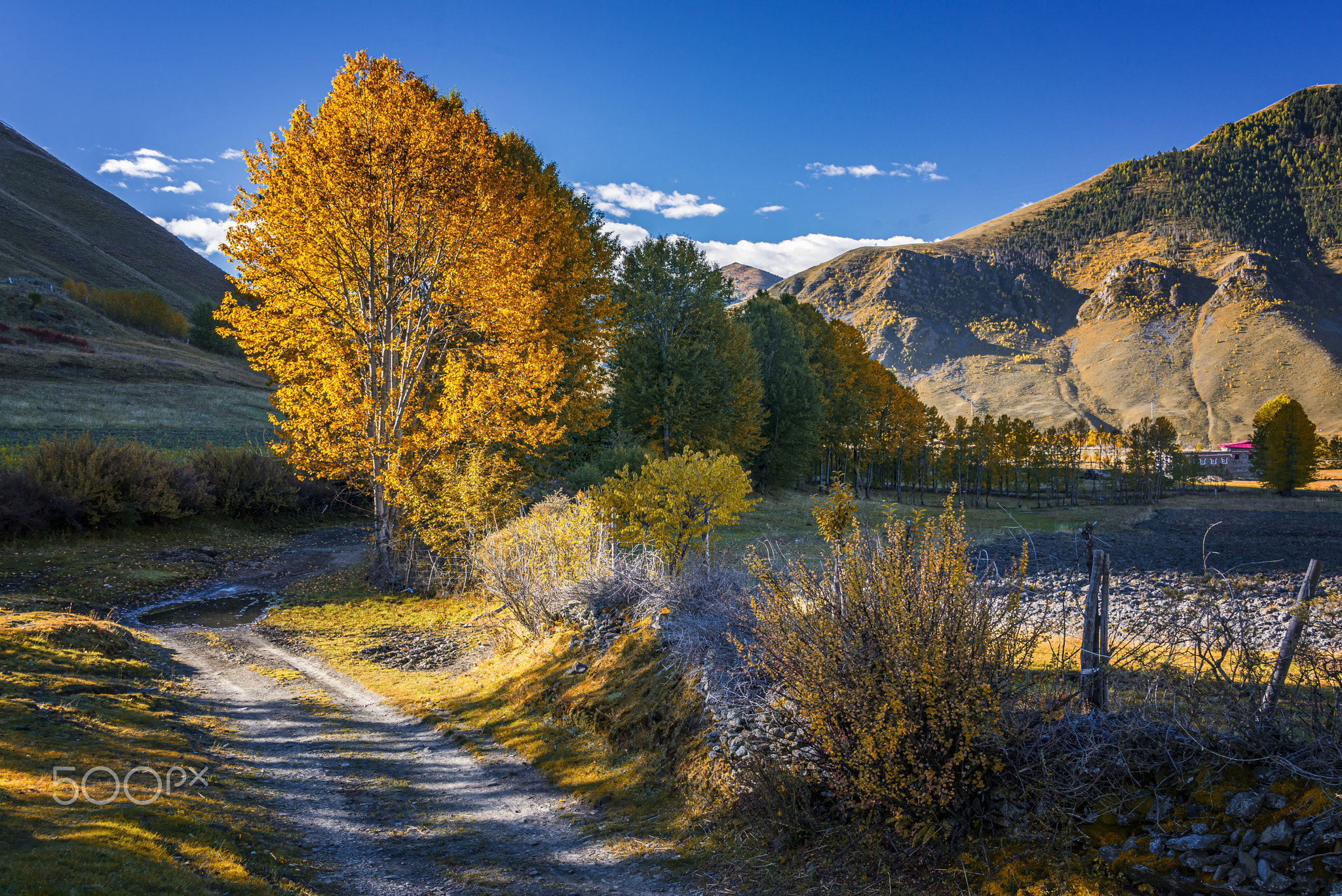 新都桥秋色 xindu bridge
