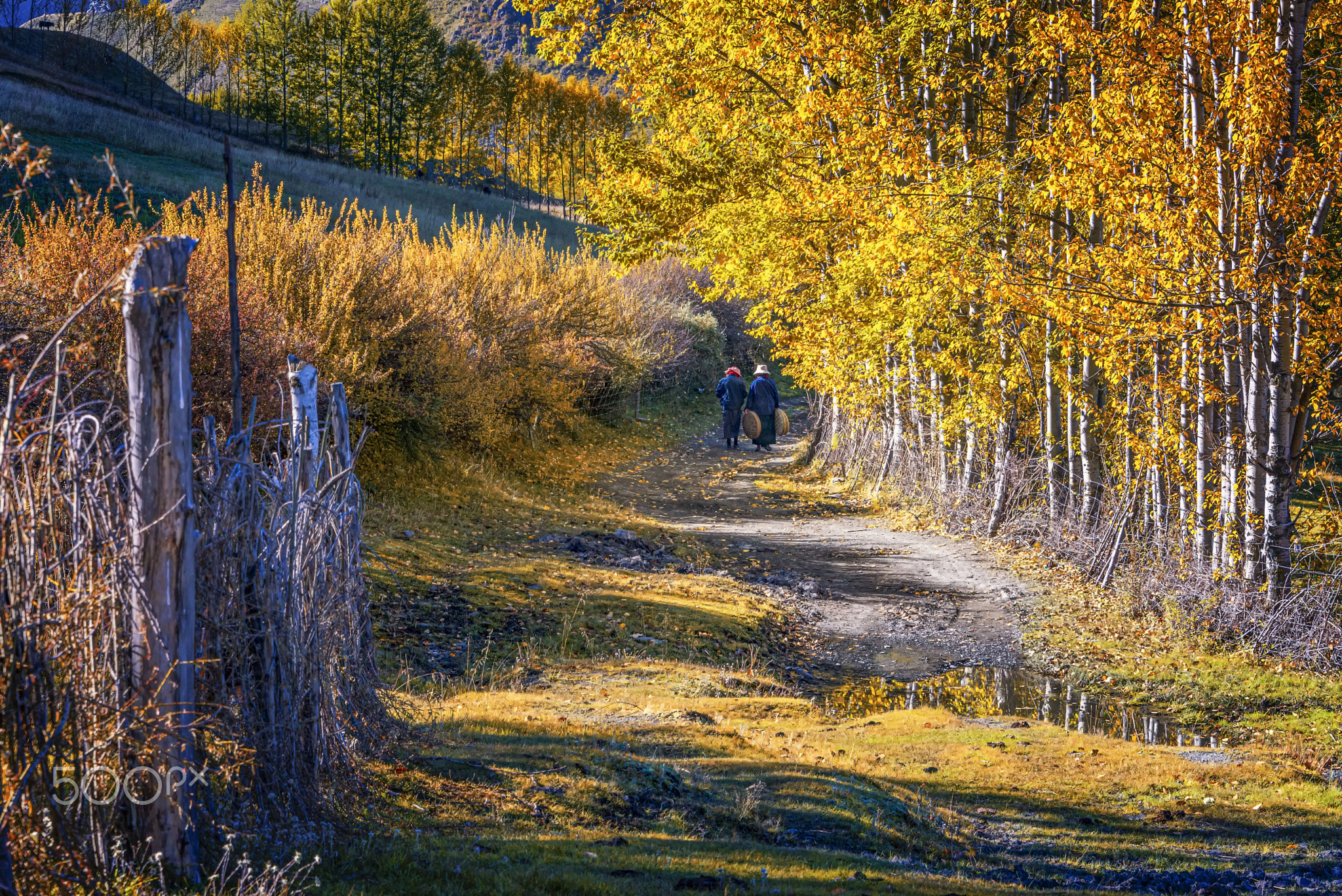 新都桥秋色 xindu bridge
