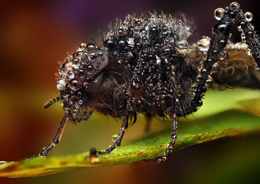 Black monster by Ondrej Pakan on 500px.com