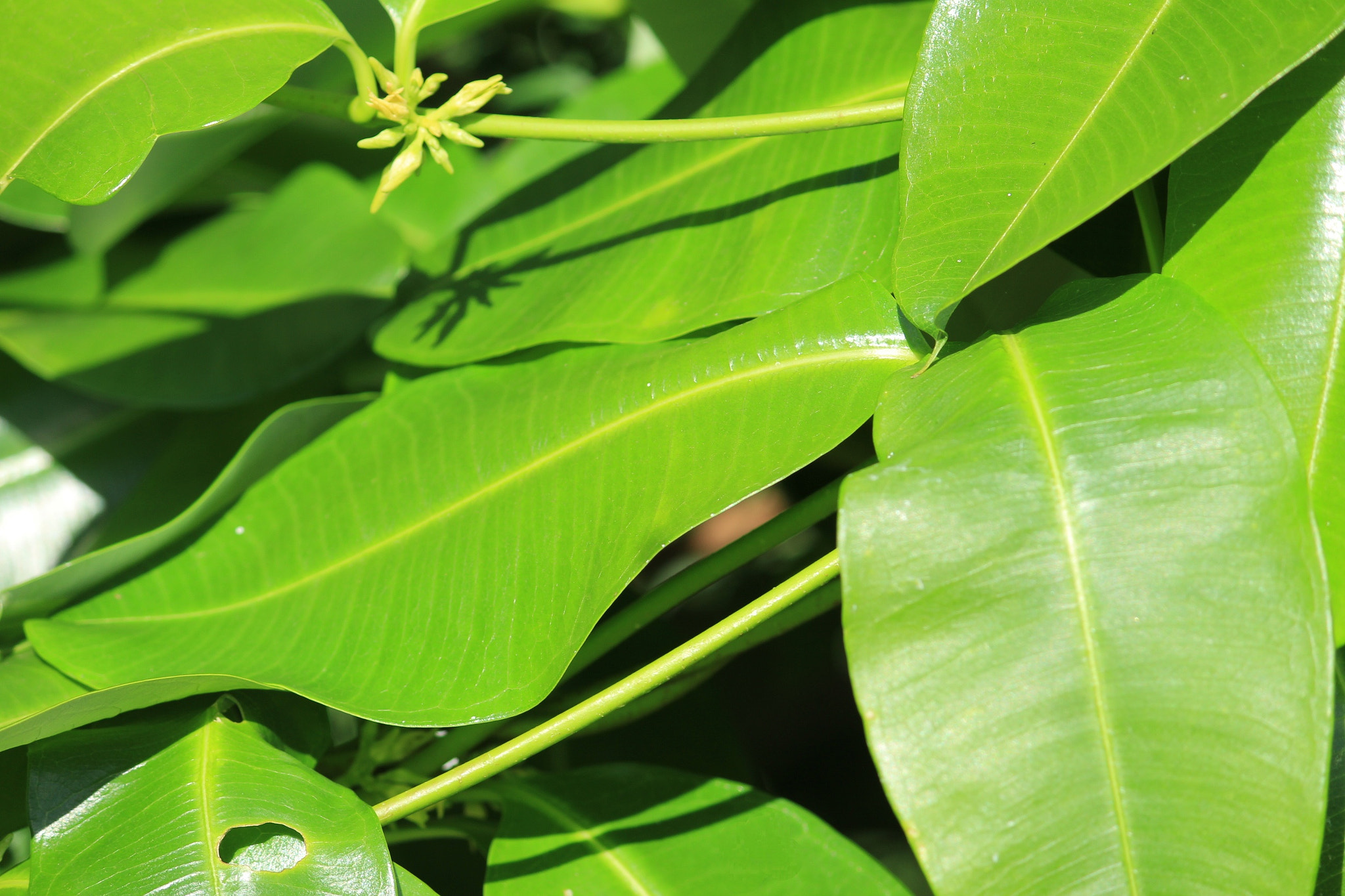 Green bed