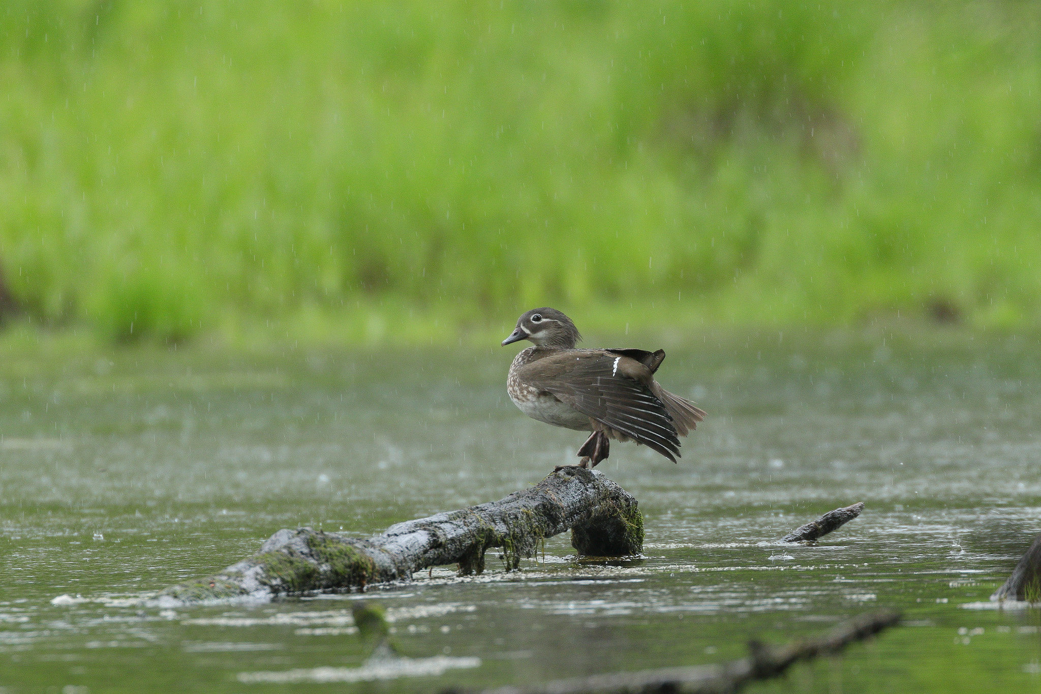 夏のオシドリ 1544