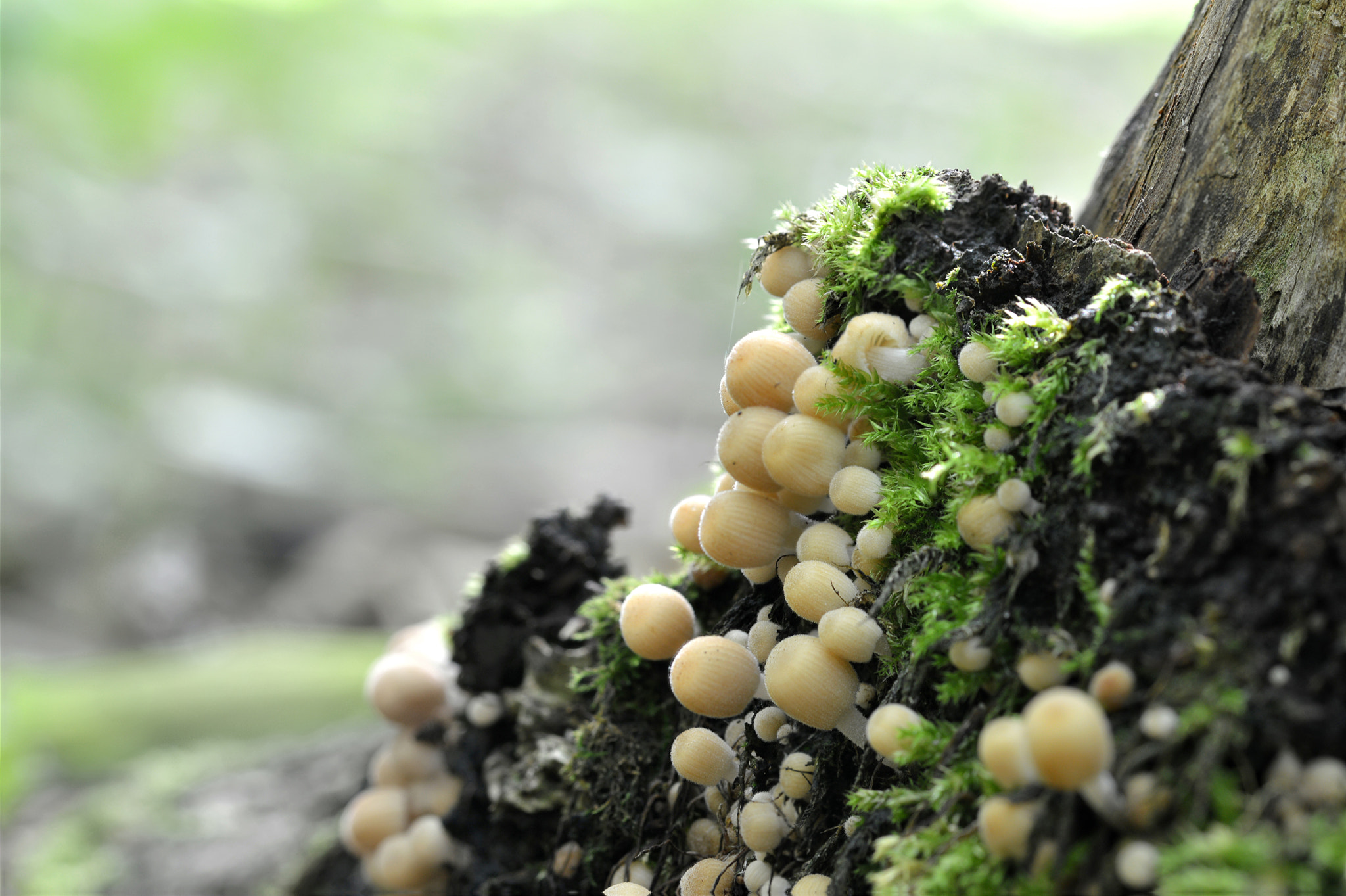 Baby mushrooms group