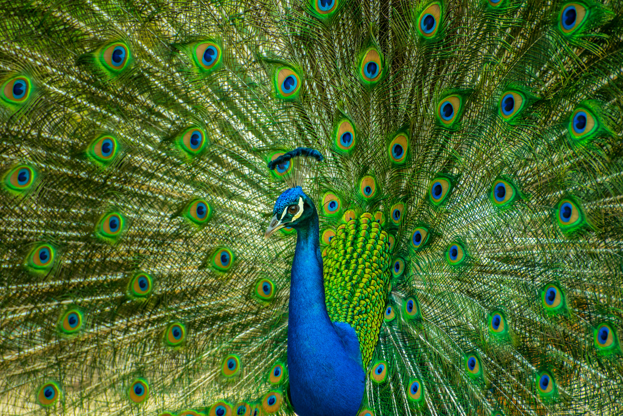 Peacock by Jiman Jang 