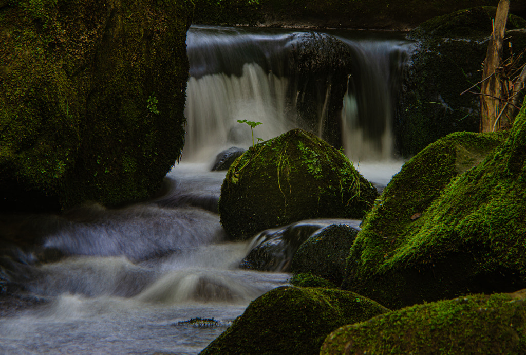 little tree by dirk derbaum on 500px.com
