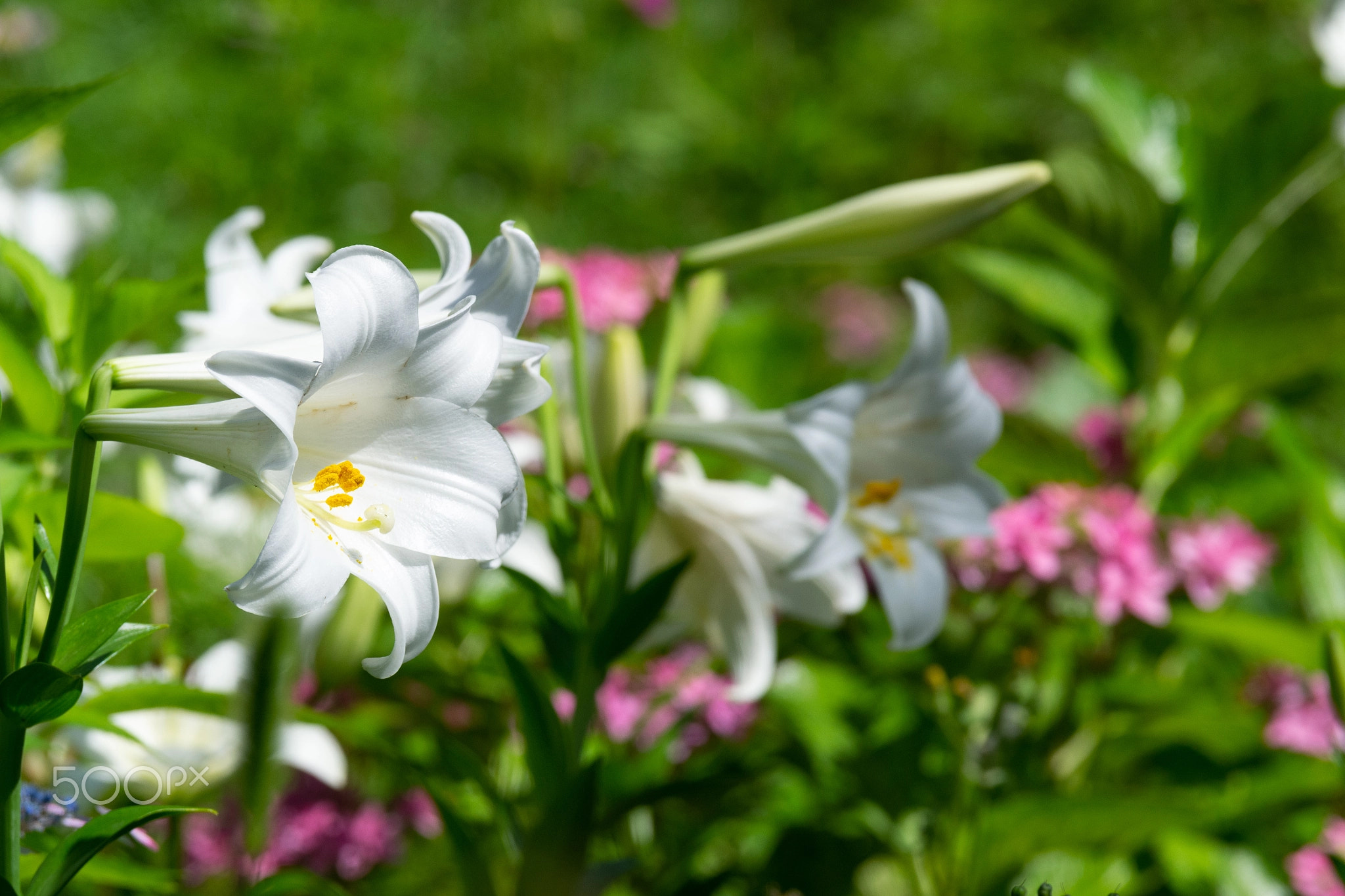 Lilium Formosanum - St. Joseph's Lilies