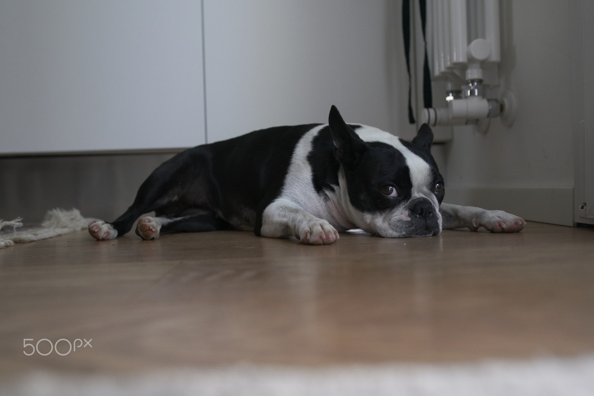 A dog resting in a house