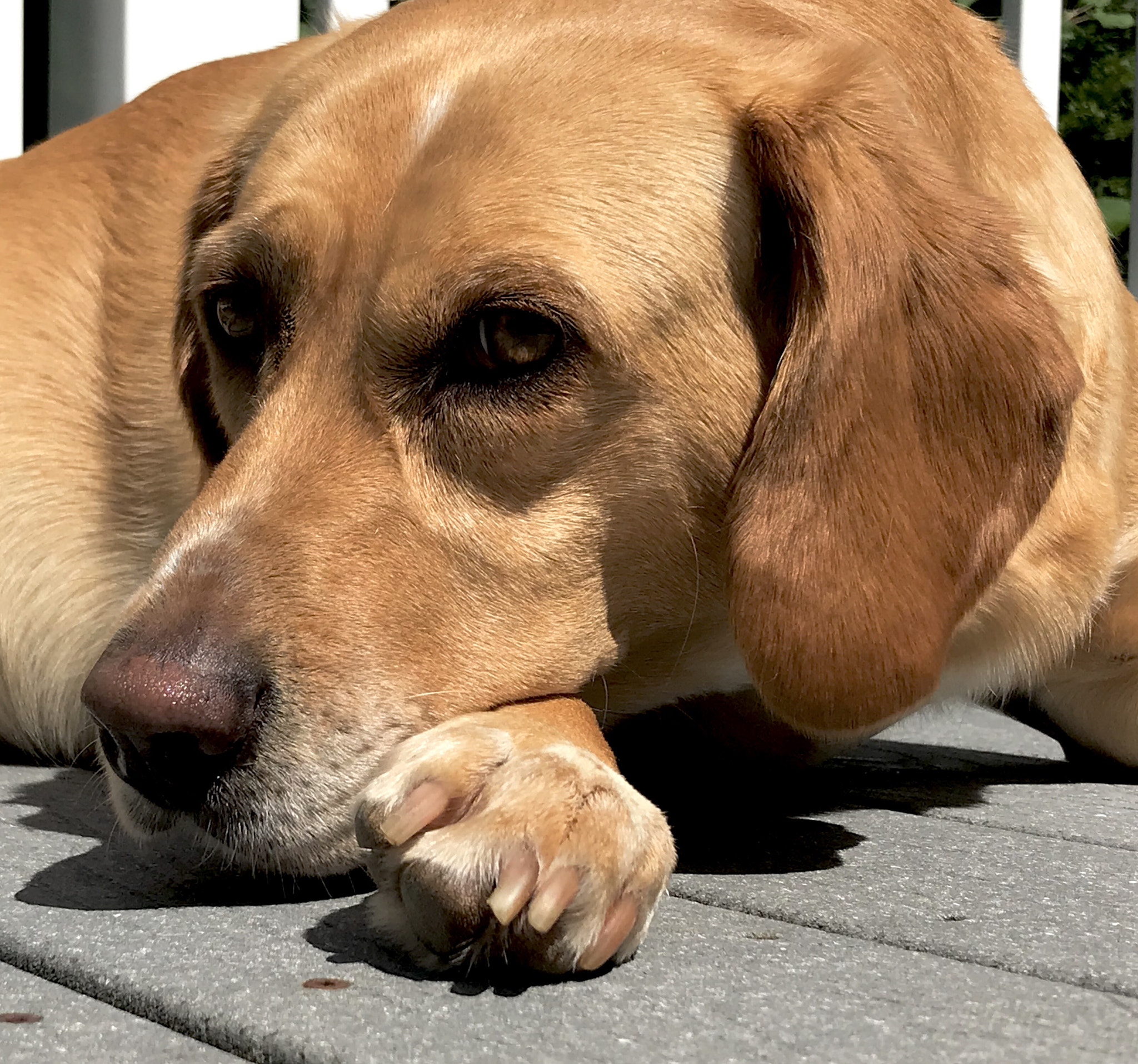 Piper welcomes Anita’s dog Messi the beagle to the 500px community