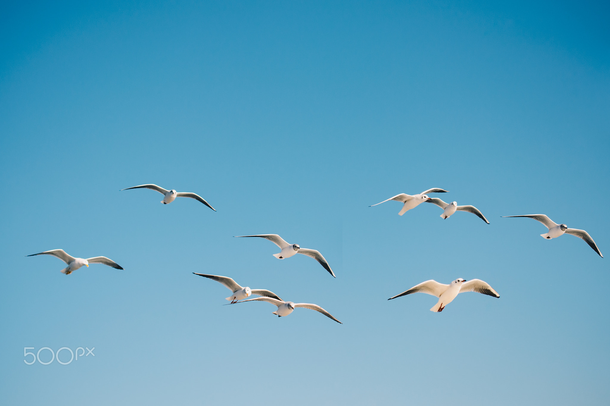 Seagull flying in blue a sky