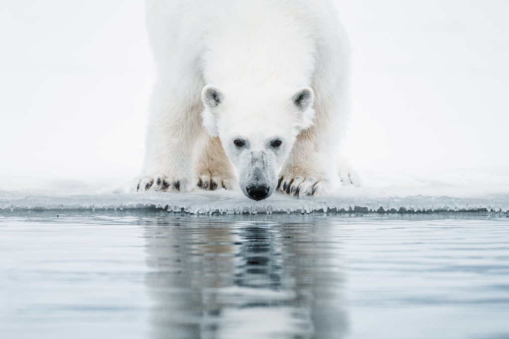 A Polar Bear on the Ice. by Benjamin Hardman on 500px.com