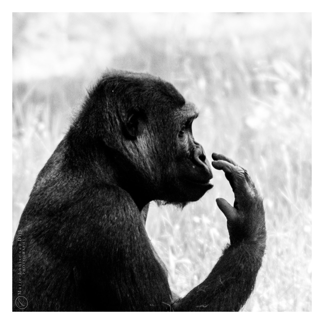 Portrait Gorilla