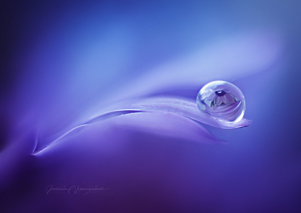 flower by Jarmila Vymazalová on 500px.com