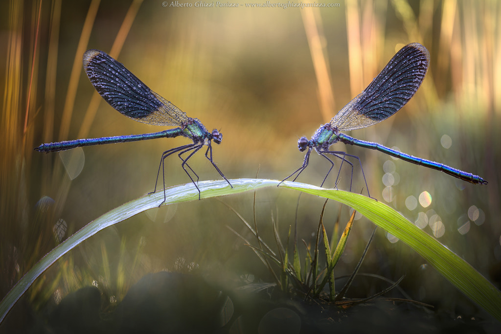 Opposed by Alberto Ghizzi Panizza on 500px.com