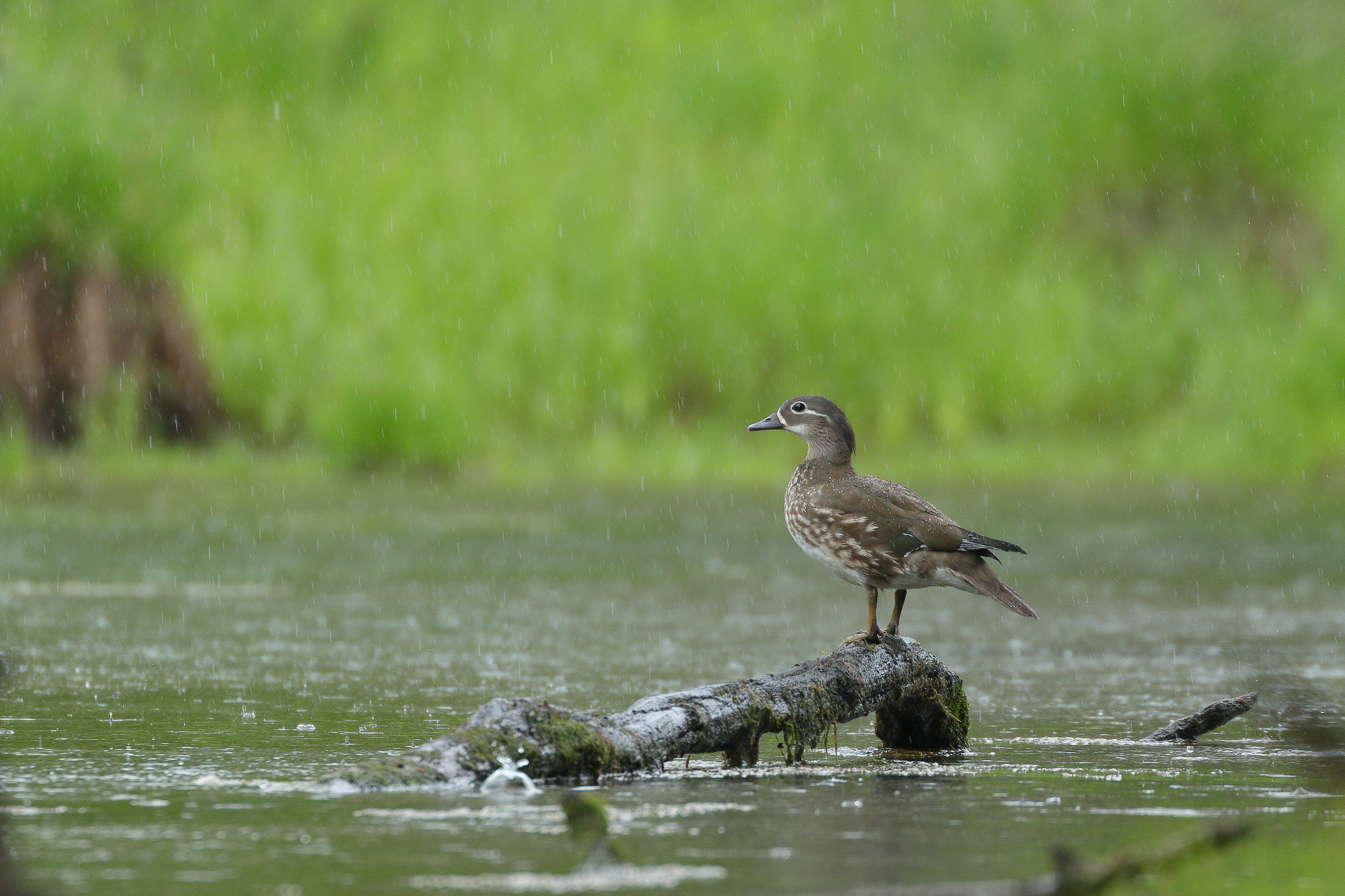 Mandarin duck in the rain 1575